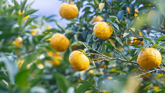 Bio Yuzu-Kosho Premium Grün